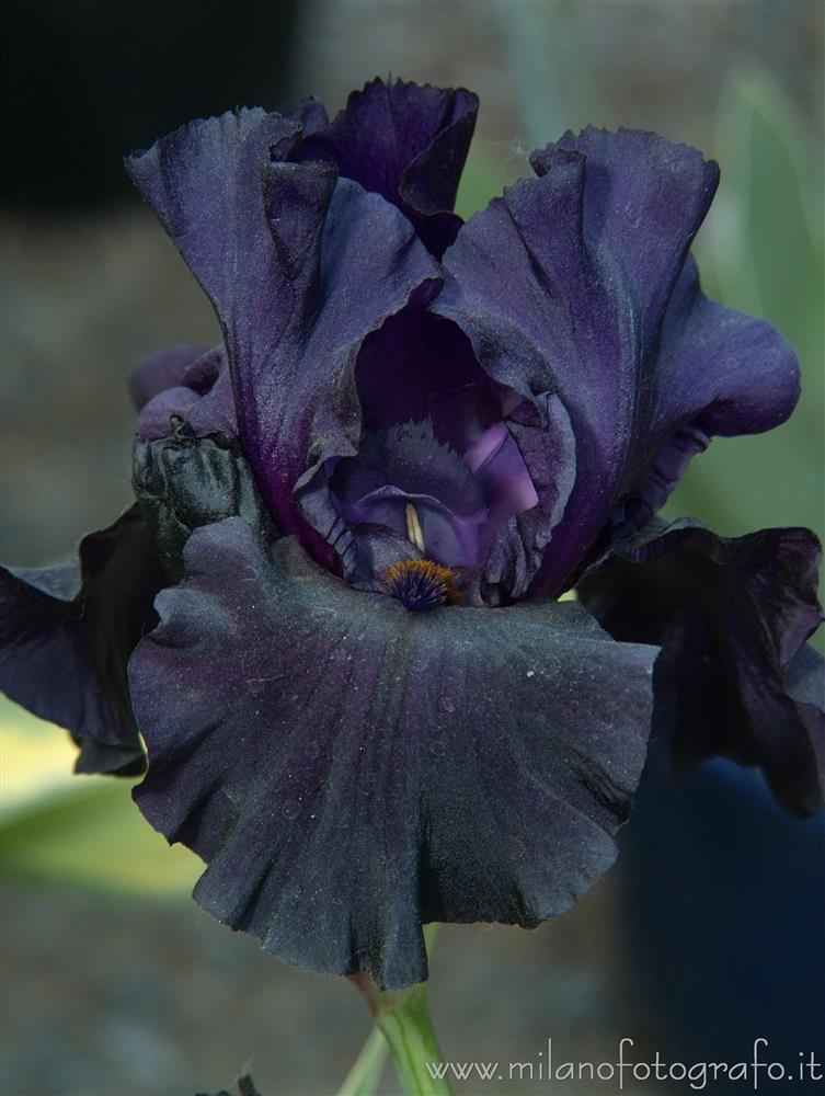 Milan (Italy) - Black iris at Orticola 2016